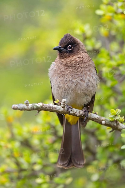 Cape bulbul (Pycnonotus capensis), Addo Elephant National Park, Addo, Western Cape, South Africa, Africa