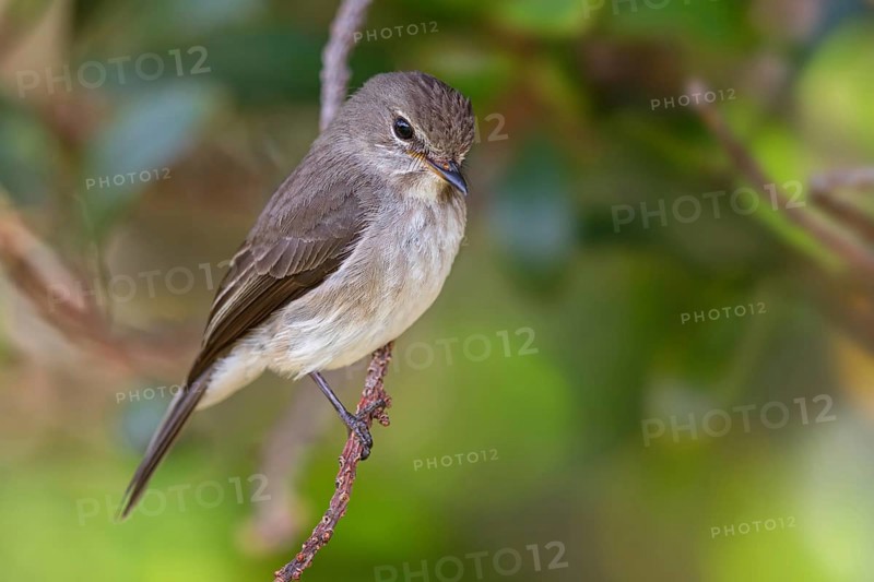 Dark flycatcher, (Muscicapa adusta), family of flycatchers, Harold Porter National Botanical Gardens, Betty's Bay, Western Cape, South Africa, Africa