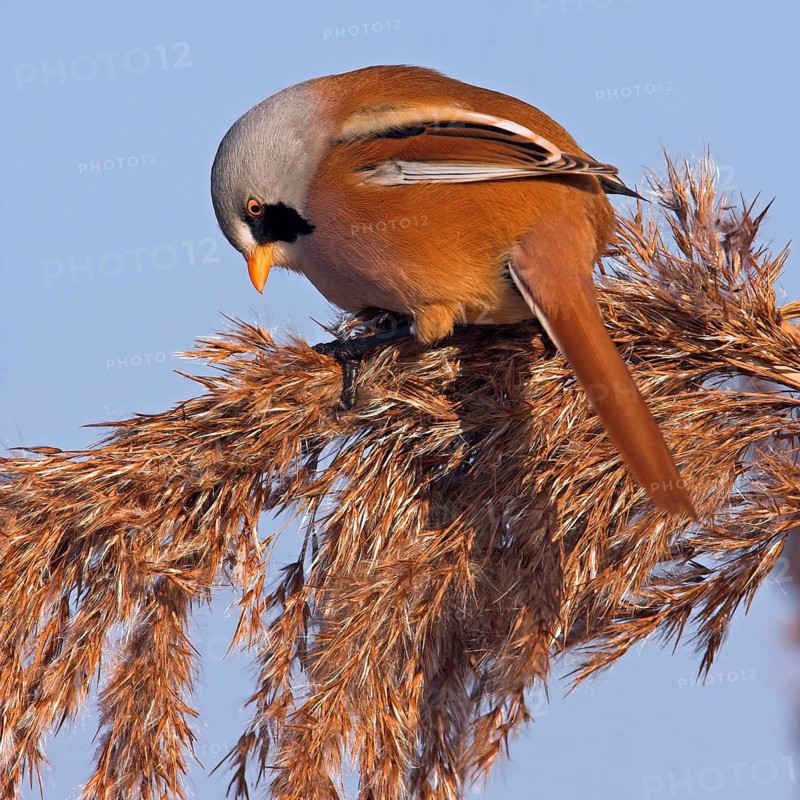 Bearded reedling (Panurus biarmicus), Offstein sewage ponds, Rhineland-Palatinate, Federal Republic of Germany