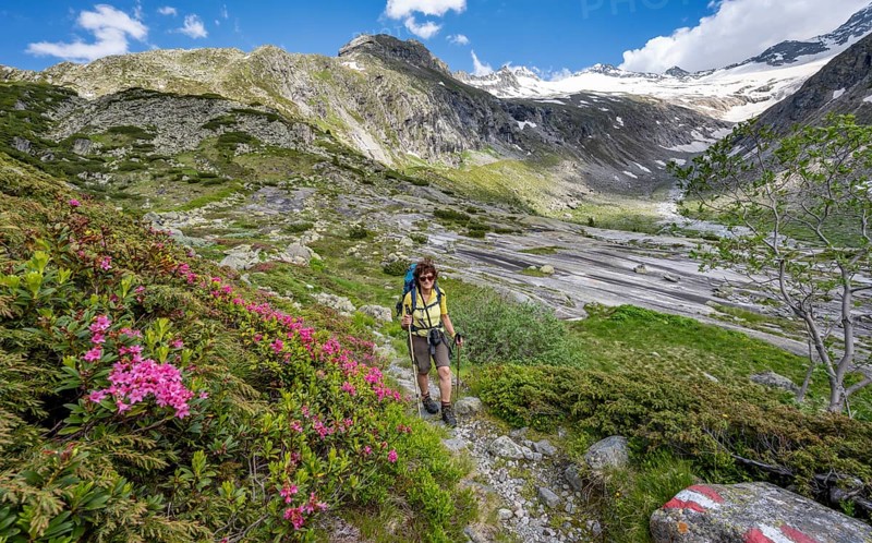 Mountaineer on hiking trail with alpine roses, picturesque mountain landscape, behind mountain peak with snow and glacier Hornkees, valley with Hornkeesbach, Berliner Höhenweg, Zillertal Alps, Tyrol, Austria, Europe