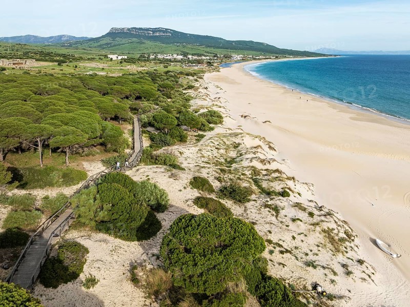 Stone pines (Pinus pinea) and wooden walkway at the sandy coastline of the Atlantic Ocean near Bolonia. Aerial view. Drone shot. Cádiz province, Andalusia, Spain, Europe