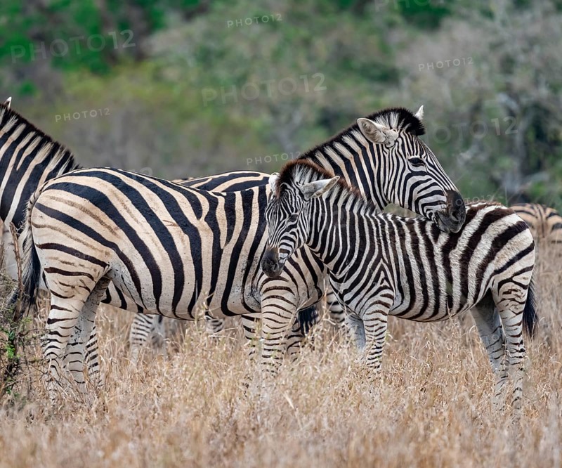 Plains zebras (Equus quagga), mother with young, in high grass, Kruger National Park, South Africa, Africa