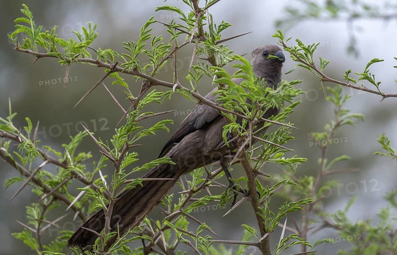 Grey go-away-bird (Corythaixoides concolor) eating leaves of an acacia tree, Kruger National Park, South Africa, Africa