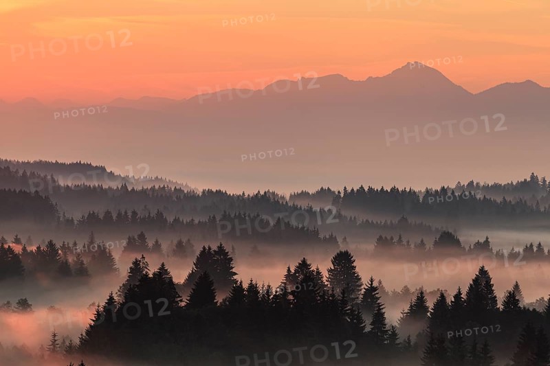 Morning fog over trees, mountains, near Bad Kohlgrub, Bavarian Alps behind, Bavaria, Germany, Europe