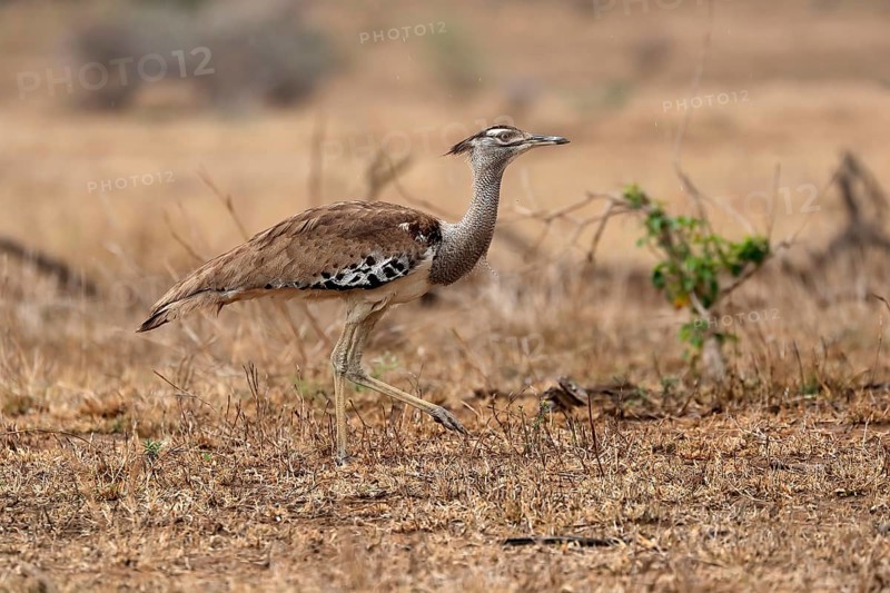 Giant bustard, kori bustard (Ardeotis kori), adult, running, foraging, alert, Kruger National Park, Kruger National Park, Kruger National Park South Africa