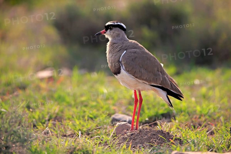 Crowned Lapwing (Vanellus coronatus) adult, vigilant, foraging, Mountain Zebra National Park, South Africa, Africa