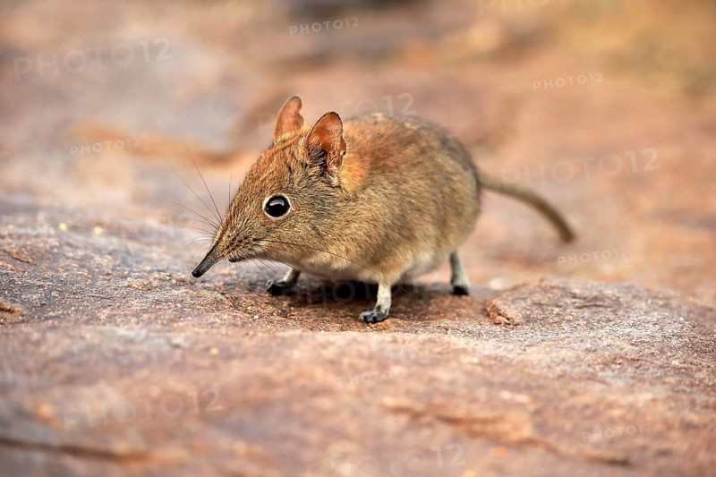 Short-eared elephant shrew, (Macroscelides probosideus), adult, foraging, Mountain Zebra National Park, Eastern Cape, South Africa, Africa