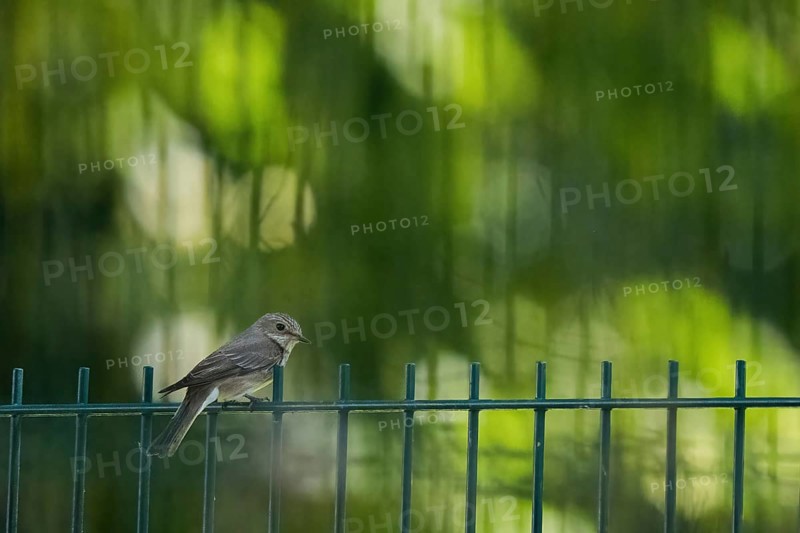 A spotted flycatcher (Muscicapa striata) sitting on a fence in front of a blurred green background, Hesse, Germany, Europe