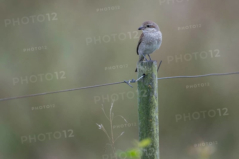 Red-backed shrike (Lanius collurio) female, Emsland, Lower Saxony, Germany, Europe