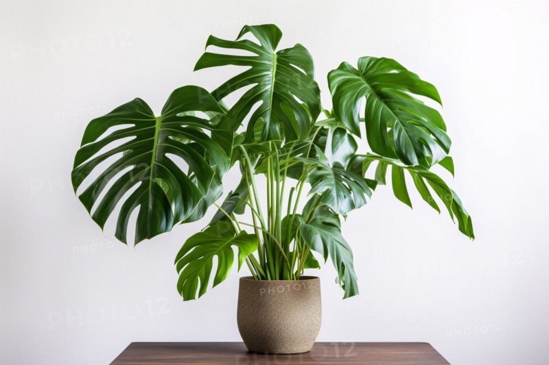 Monstera Deliciosa houseplant on table in front of white background. KI generiert, generiert, AI generated