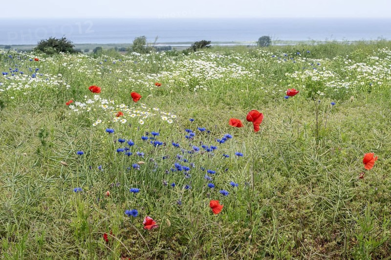 Poppy flower (Papaver Rhoeas), cornflower (Centaurea cyanea) and Scentless mayweed (Tripleurospermum inodorum), Mecklenburg-Vorpommern, Germany, Europe