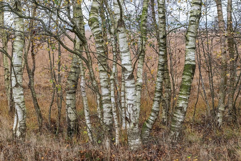 Birches (Betula pendula) in the moor in autumn leaves, Emsland, Lower Saxony, Germany, Europe