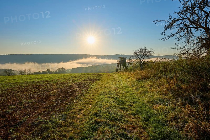 Sunny morning over a meadow with trees and hunting pulpit, fog, quiet and peaceful atmosphere, autumn, Großheubach, Miltenberg, Spessart, Bavaria, Germany, Europe