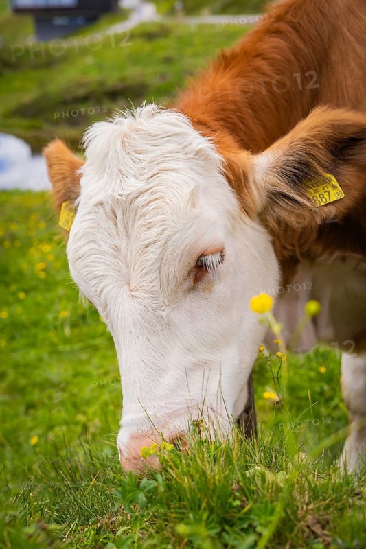 Cow eating grass on a pasture with small yellow flowers under a cloudy sky, Penken, Zillertal. Austria