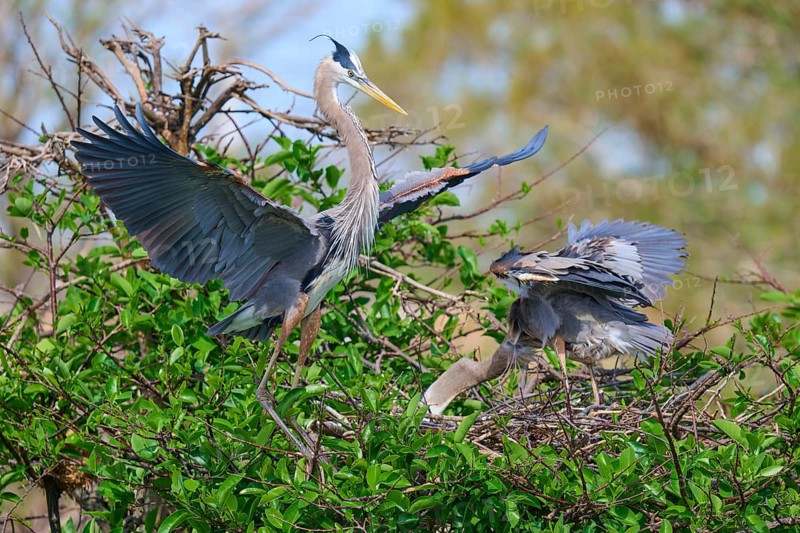 Two Great blue heron (Ardea herodias), with outstretched wings perched on branches surrounded by green leaves and trees on nest, Wakodahatchee Wetlands, Delray Beach, Florida, USA, North America