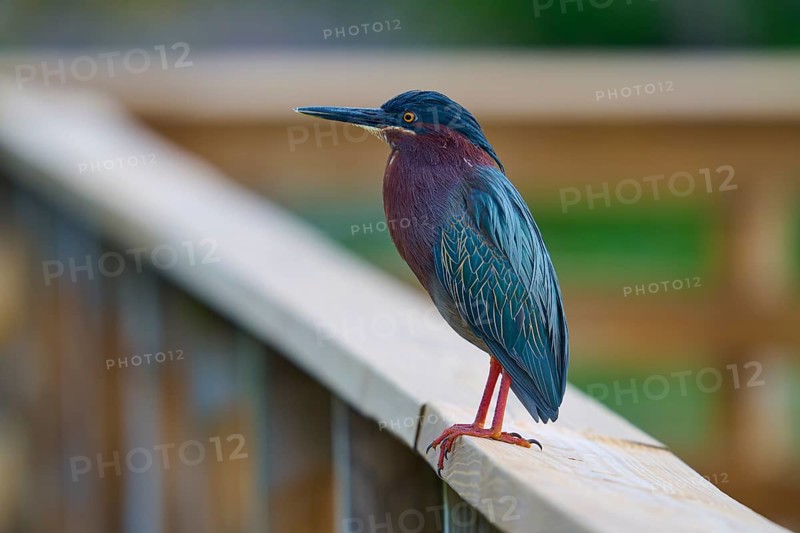 Green Heron (Butorides virescens), stands on wooden railing, Wakodahatchee Wetlands, Delray Beach, Florida, USA, North America