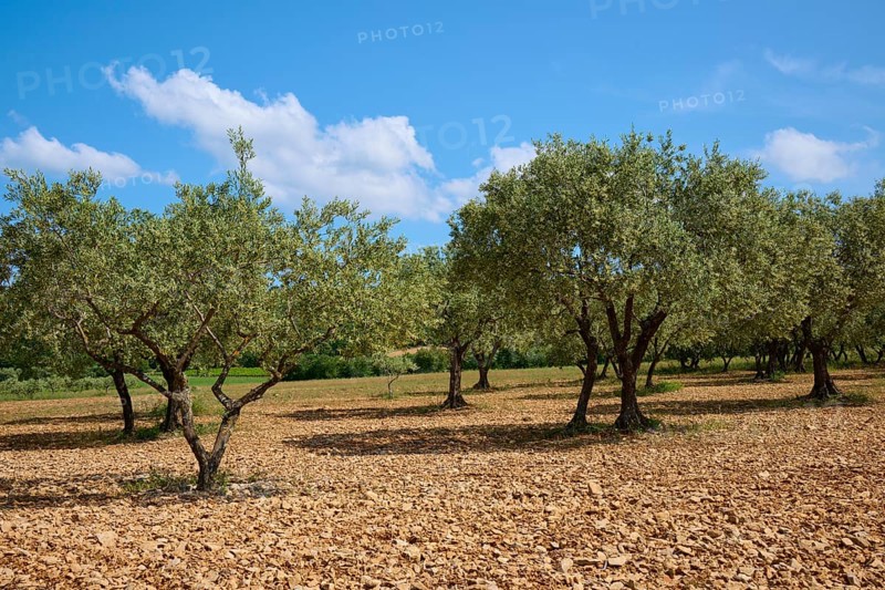 Olive grove (Olea europaea), in summer, Provence, Alpes-de-Haute-Provence, France, Europe