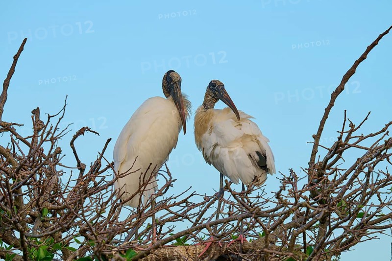 Two wood storks (Mycteria americana), standing on branch, spring, Wakodahatchee Wetlands, Delray Beach, Florida, USA, North America