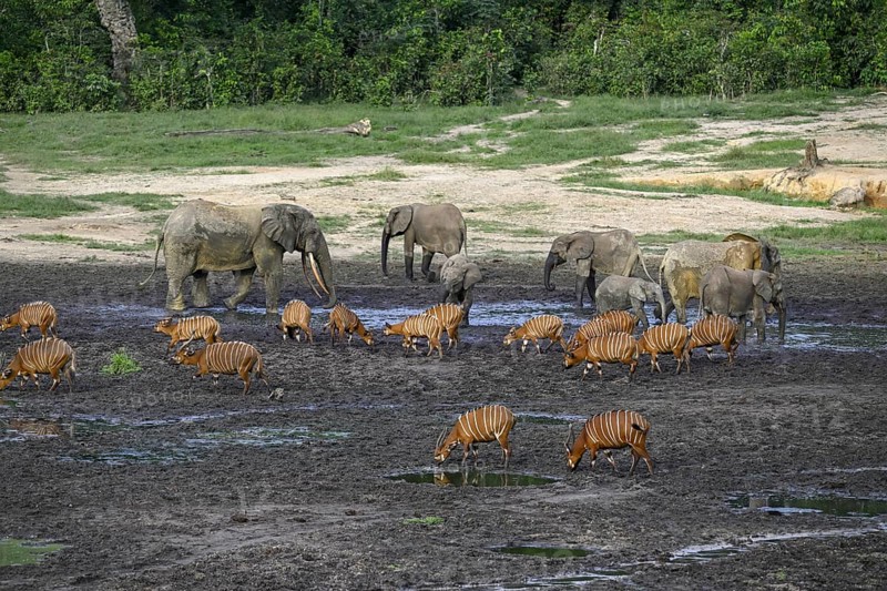 Forest elephants (Loxodonta cyclotis) and bongo antelopes (Tragelaphus eurycerus) in the Dzanga Bai forest clearing, Dzanga-Ndoki National Park, Unesco World Heritage Site, Dzanga-Sangha Complex of Protected Areas (DSPAC), Sangha-Mbaéré Prefecture, Central African Republic, Africa