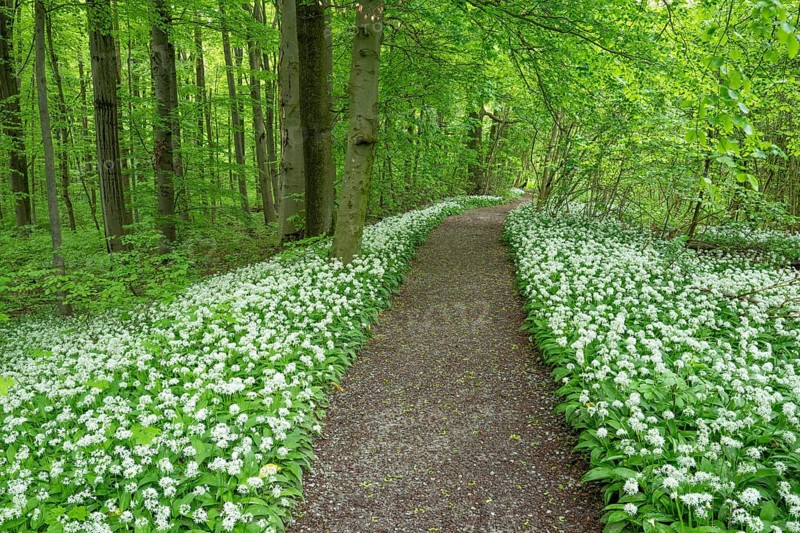Path through a near-natural deciduous forest, copper beech forest (Fagus sylvatica) with flowering wild garlic (Allium ursinum), Hainich National Park, Thuringia, Germany, Europe