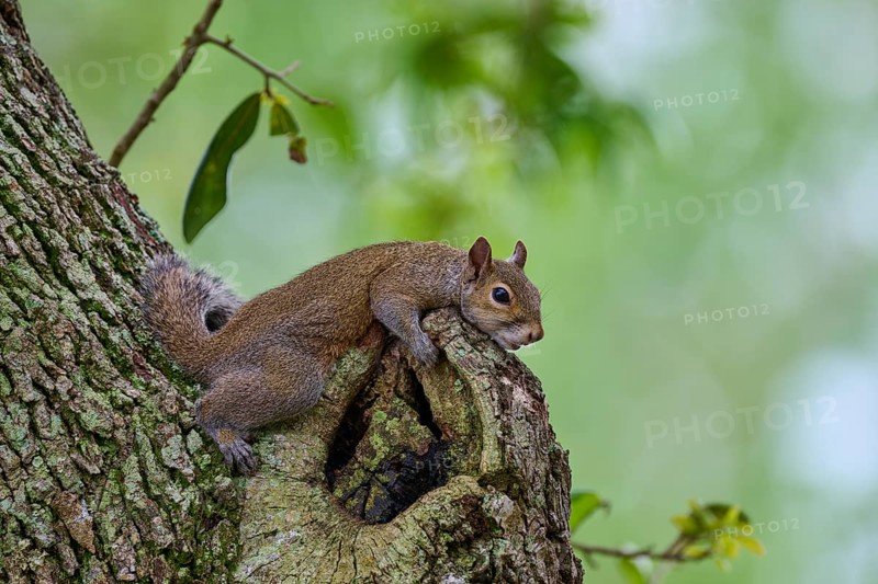 American grey squirrel (Sciurus carolinensis), lying on a gnarled protuberance of a tree, in a green environment, Pembroke Pines, Florida, USA, North America