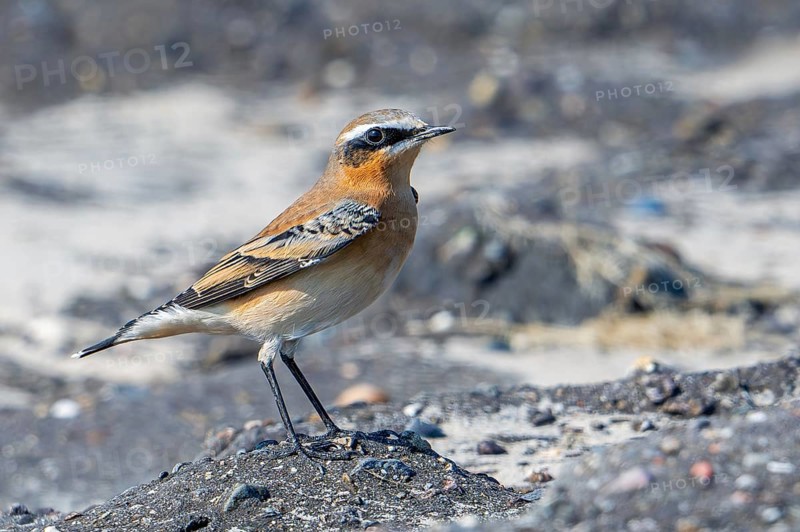 Northern wheatear (Oenanthe Oenanthe, Motacilla Oenanthe) adult male in non-breeding plumage in late summer, autumn