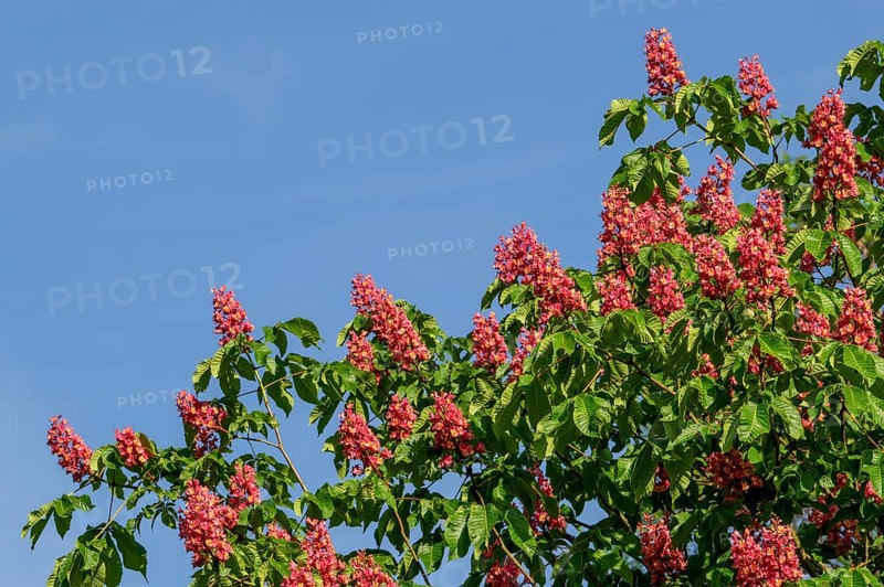 Blooming red horse-chestnut (Aesculus × carnea) artificial hybrid tree showing flowers and leaves in spring