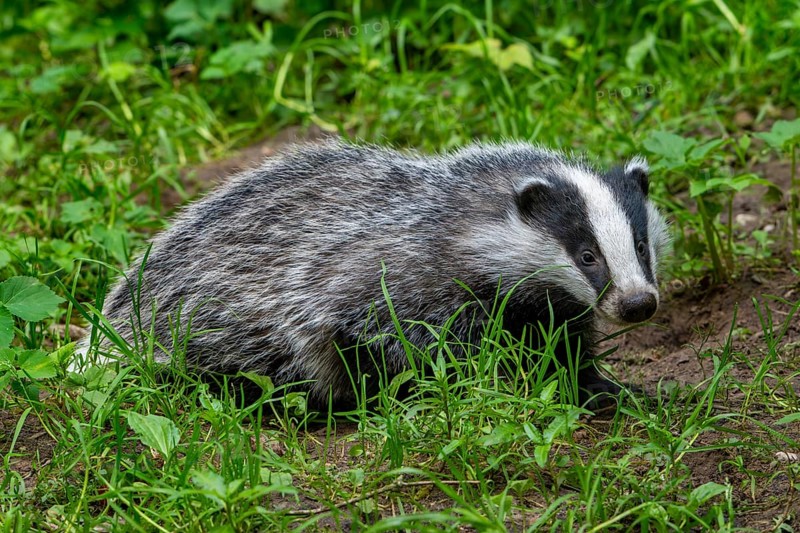 European badger (Meles meles) four months old cub foraging in meadow at forest's edge in spring