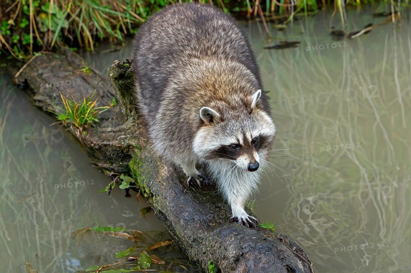 Common raccoon, North American racoon (Procyon lotor) crossing stream, rivulet over fallen tree trunk, invasive species native to North America