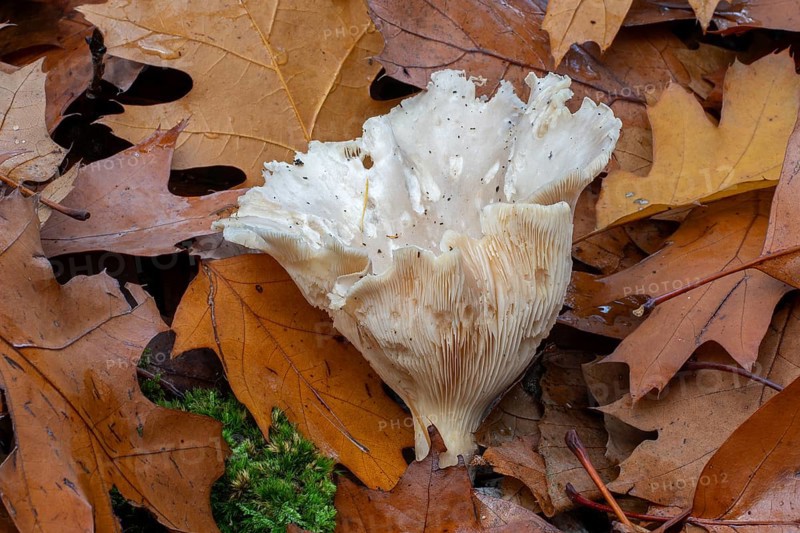Clouded agaric, cloudy clitocybe, cloud funnel (Clitocybe nebularis, Lepista nebularis), gilled mushroom in decay in broad-leaved forest in autumn