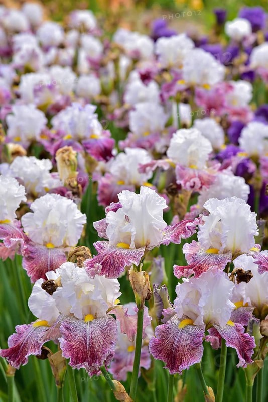 Irises in an iris field near Larnas in the French department of Ardèche, France, Europe