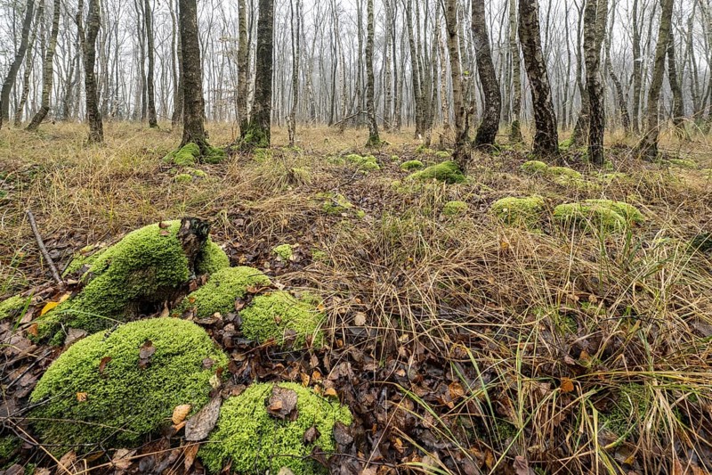 Fog in birch quarry forest (Betula pendula), Emsland, Lower Saxony, Germany, Europe