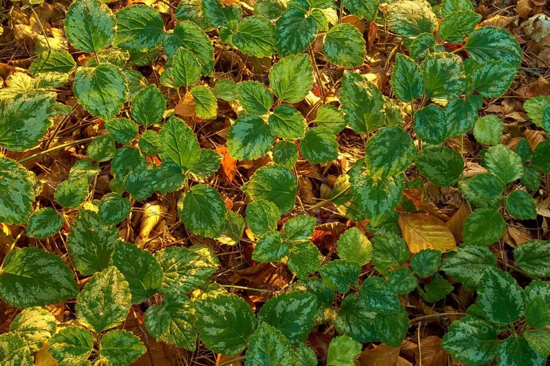 Yellow weasel-snout (Lamium galeobdolon), leaves on the autumn forest floor in the warm light