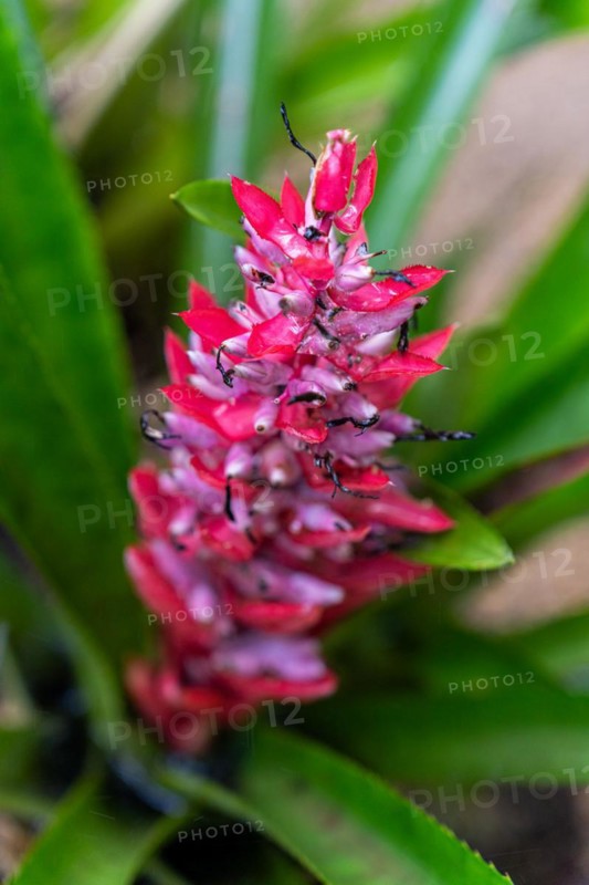 Bromeliad flowers in the rainforest, Amazon Museum MUSA, Cidade de Deus, Manaus, Brazil, South America