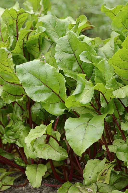 Beetroot (Beta vulgaris ssp. vulgaris var. conditiva), North Rhine-Westphalia, Germany, Europe