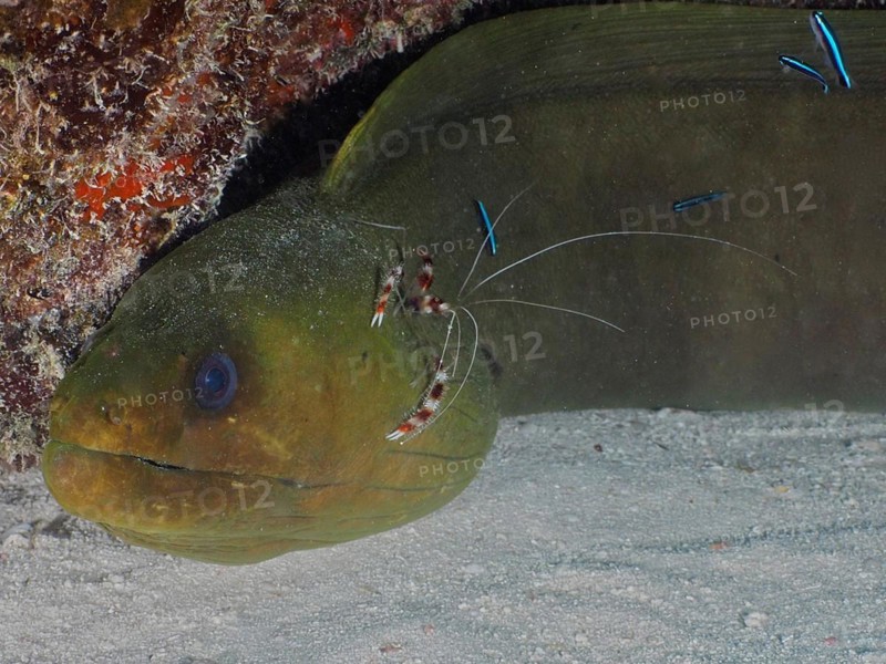 A moray eel with cleaning shrimps in a cramped underwater scene. green moray (Gymnothorax funebris) at cleaning station, with banded coral shrimp (Stenopus hispidus) and neon goby (Elacatinus oceanops), dive site John Pennekamp Coral Reef State Park, Key Largo, Florida Keys, Florida, USA, North America