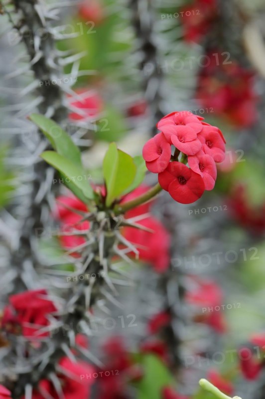 Crown of thorns (Euphorbia milii), flowers, native to Madagascar, ornamental plant, North Rhine-Westphalia, Germany, Europe
