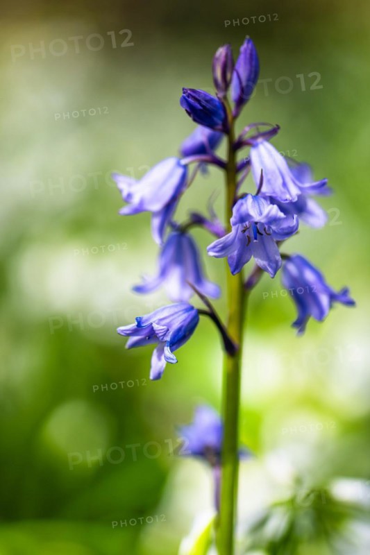 Bluebell, Hyacinthoides non-scripta in forest at spring time