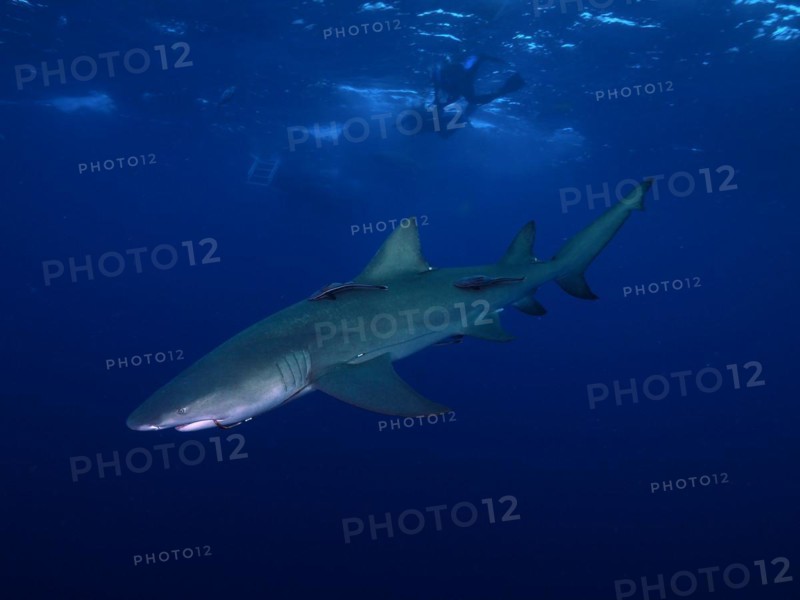 Lemon shark (Negaprion brevirostris) with a fishhook in its mouth glides elegantly through the deep, blue waters of the ocean. Diver at the surface. Dive site Lemon Drop, Jupiter, Florida, USA, North America