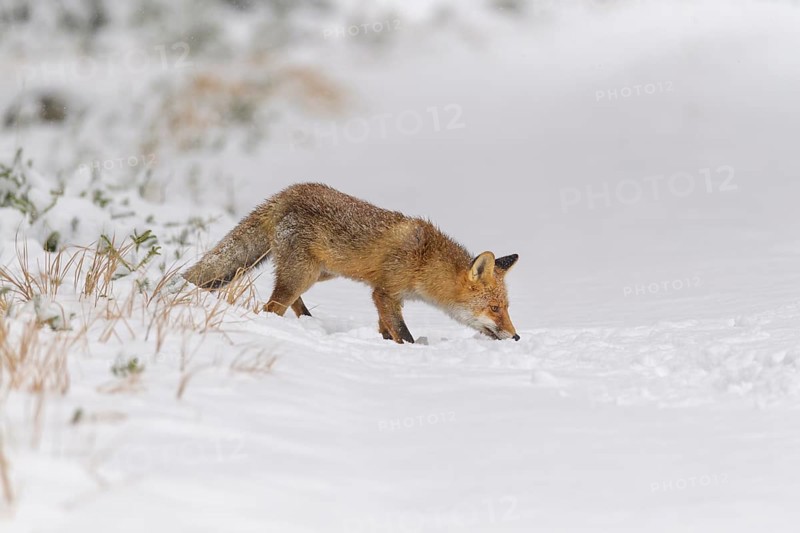 Red fox (Vulpes vulpes), in a snowy landscape, appears to be sniffing the ground as it walks in a wintery environment, Czech Republic, Europe