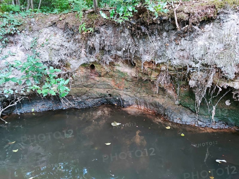 Breeding den of the common kingfisher (Alcedo atthis) in the steep bank, breeding site endangered by flooding during heavy rainfall, North Rhine-Westphalia, Germany, Europe