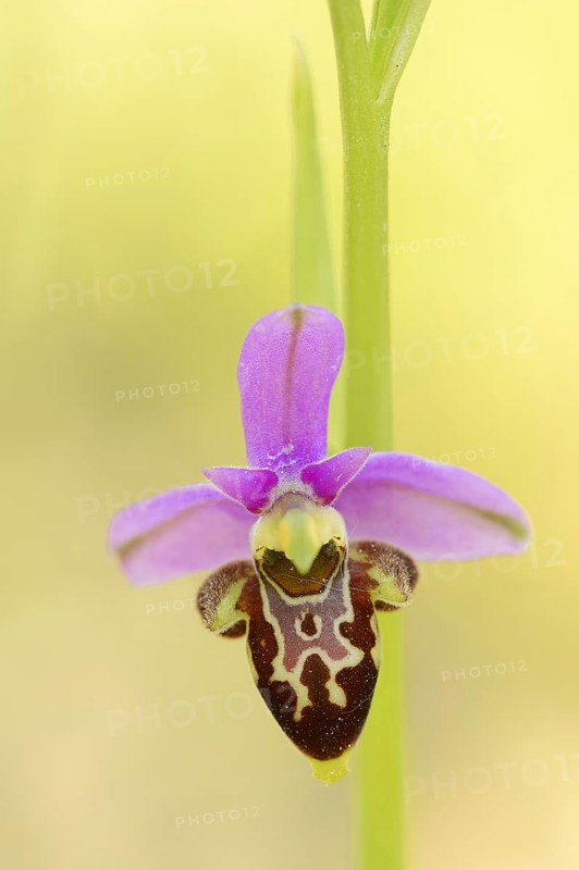 Woodcock bee-orchid (Ophrys scolopax), flower, Provence, southern France
