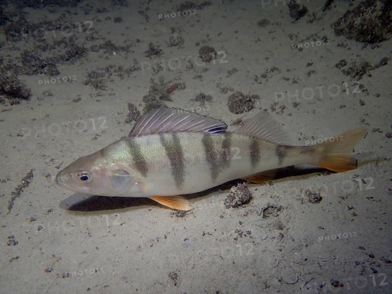 Striped bass (Perca fluviatilis) resting on the sandy bottom of Lake Zurich. Dive site Schoggiwand, Lake Zurich, Kilchberg, Zurich, Switzerland, Europe