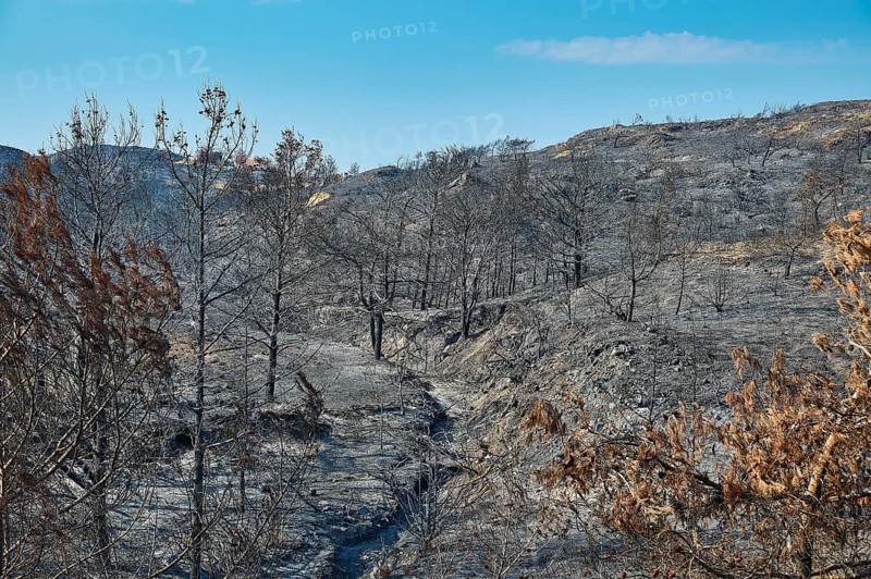 A burnt forest on a hill, the charred trees and the desolate atmosphere bear witness to the destruction of nature, forest fires, summer 2023, forest fire damage, Kiotari, Rhodes, Dodecanese, Greek Islands, Greece, Europe
