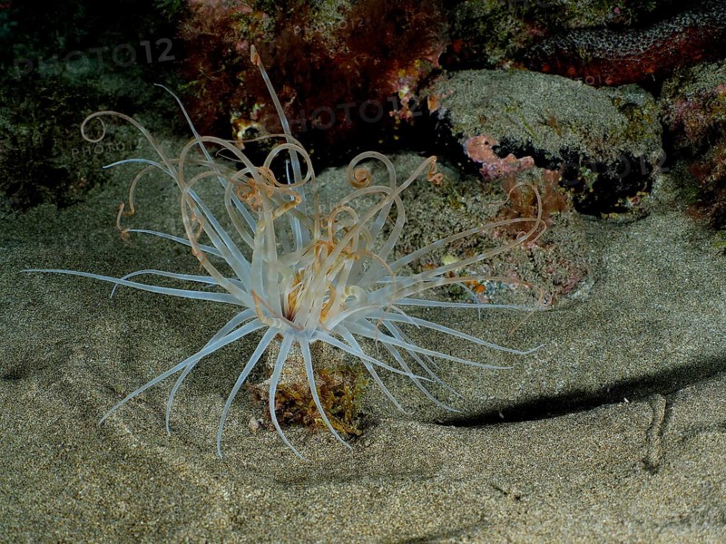 Colourful cylinder rose (Pachycerianthus) with long tentacles on a sandy seabed at night. Dive site El Cabron marine reserve, Arinaga, Gran Canaria, Spain, Atlantic Ocean, Europe