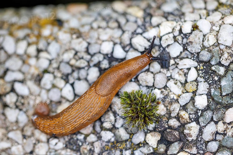 Red slug (Arion rufus), Germany, Europe