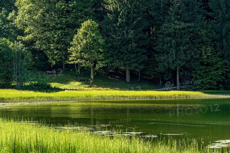 Spitzingsee with lake trail, hiking trail around the mountain lake with pond horsetail, water horsetail (Equisetum fluviatile), municipality of Schliersee, Mangfall mountains, Bavarian Prealps, Upper Bavaria, Bavaria, Germany, Europe
