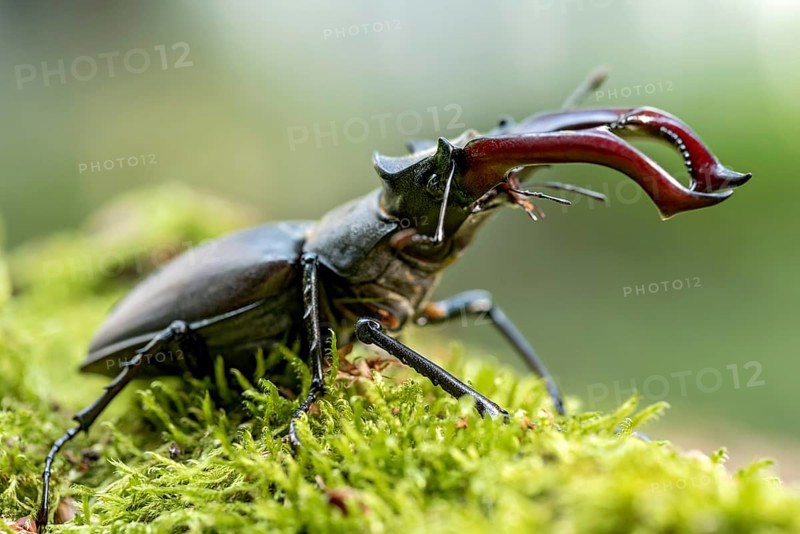 Stag beetle (Lucanus cervus), horned beetle, fire beetle, male with large mandibles, upper jaw, antlers, in the forest on moss on a tree stump, endangered species, species protection, nature conservation, rare, Raumertswald, Vogelsberg Volcanic Region nature park Park, Nidda, Wetterau, Hesse, Germany, Europe