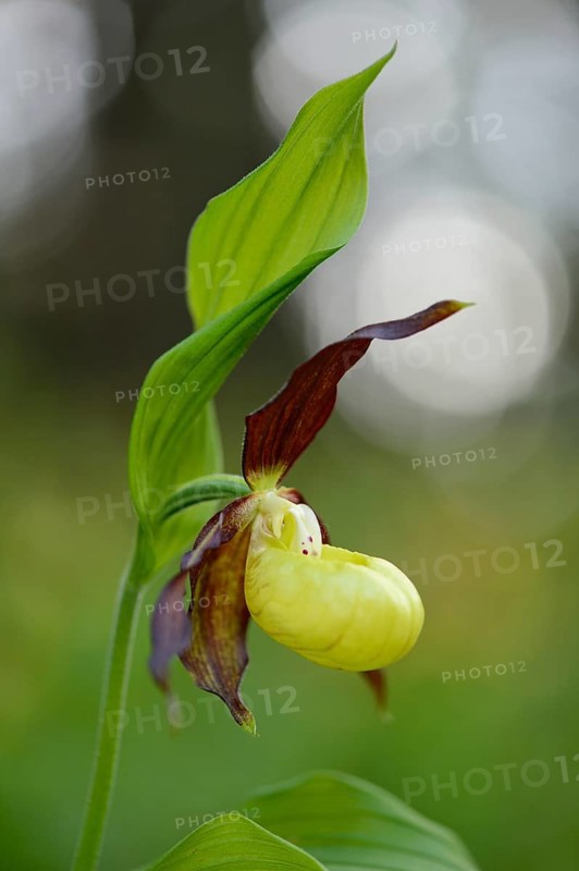 Close-up of lady's-slipper orchid (Cypripedium calceolus) in a forest in spring, Bavaria, Germany, Europe