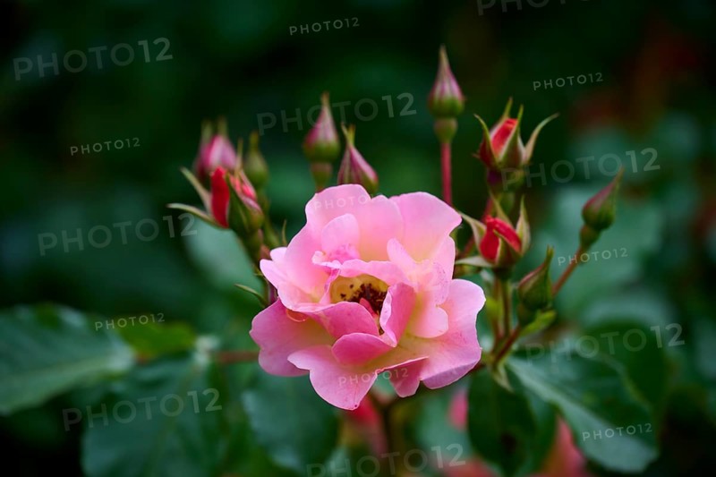 A delicate pink rose blossom with buds in close-up against a background of green leaves, Miltenberg, Bavaria, Germany, Europe